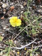 Image of sprawling needle sunrose