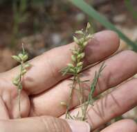 Imagem de Astragalus gracilis Nutt.