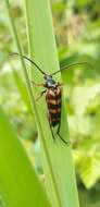 Image of Leptura aurulenta Fabricius 1793