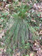 Plancia ëd Festuca californica Vasey