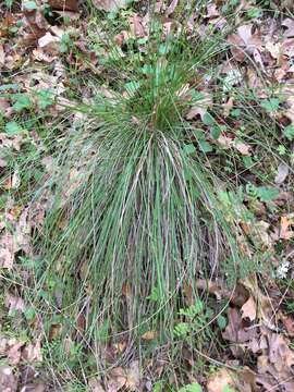 Plancia ëd Festuca californica Vasey