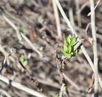 Imagem de Helichrysum tricostatum (Thunb.) Less.