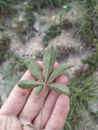 Image of Potentilla astracanica subsp. callieri (Th. Wolf) J. Soják