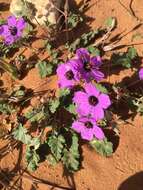 Image of Erodium guttatum (Desf.) Willd.