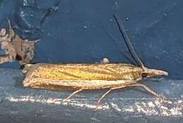 Image of Crambus unistriatellus Packard 1868