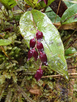 Image of Pleurothallis rowleei Ames