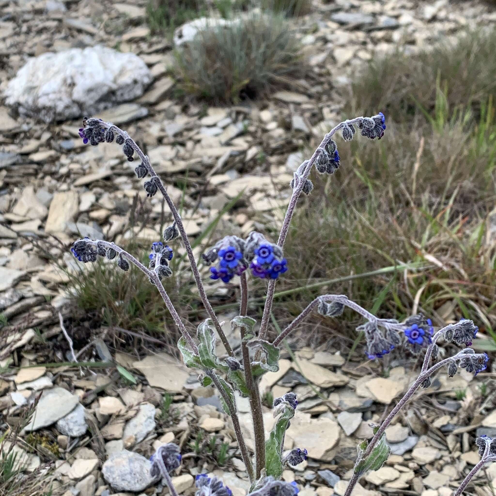 Image de Cynoglossum alpestre Ohwi