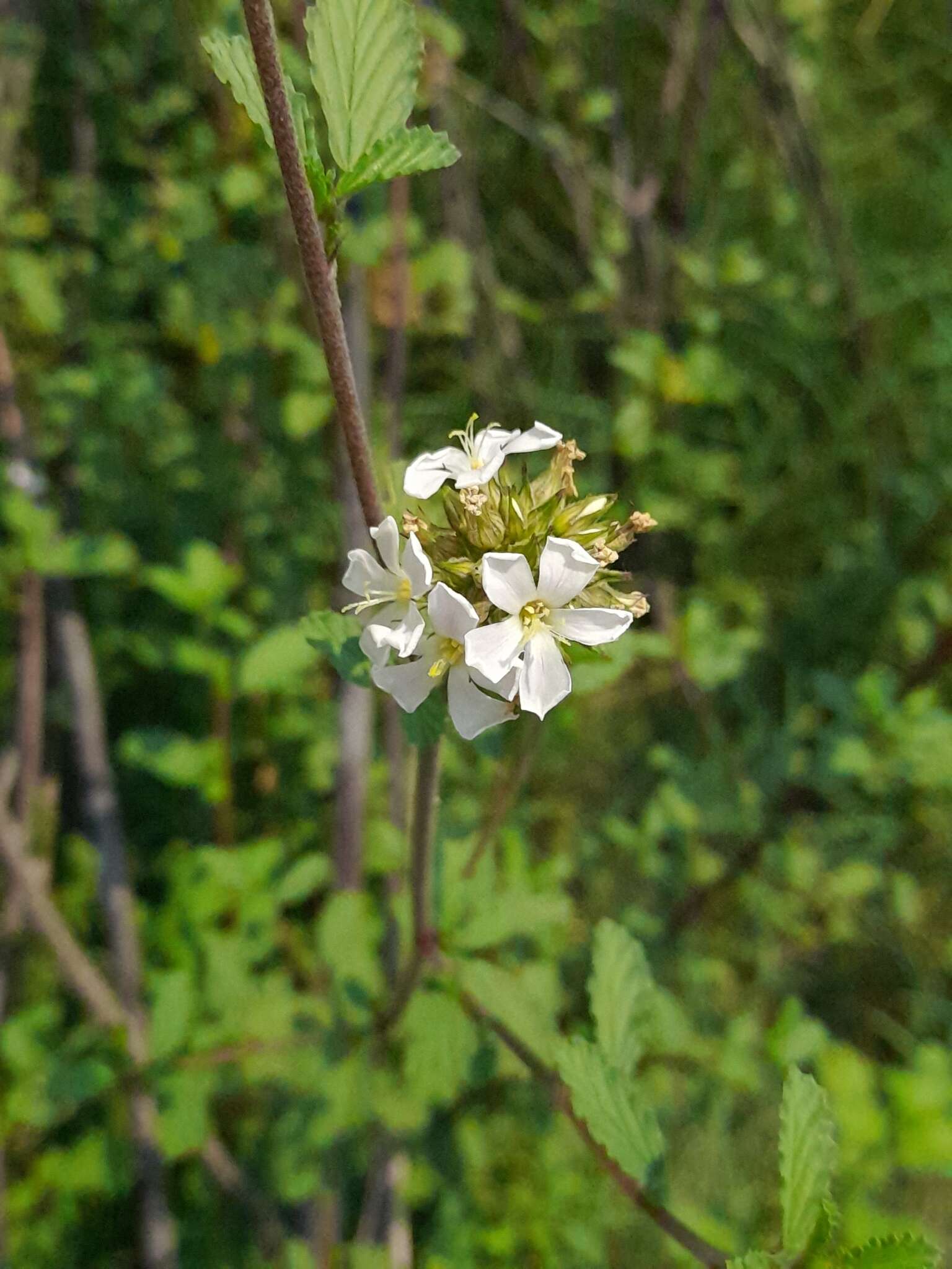 Image of Melochia parvifolia Kunth