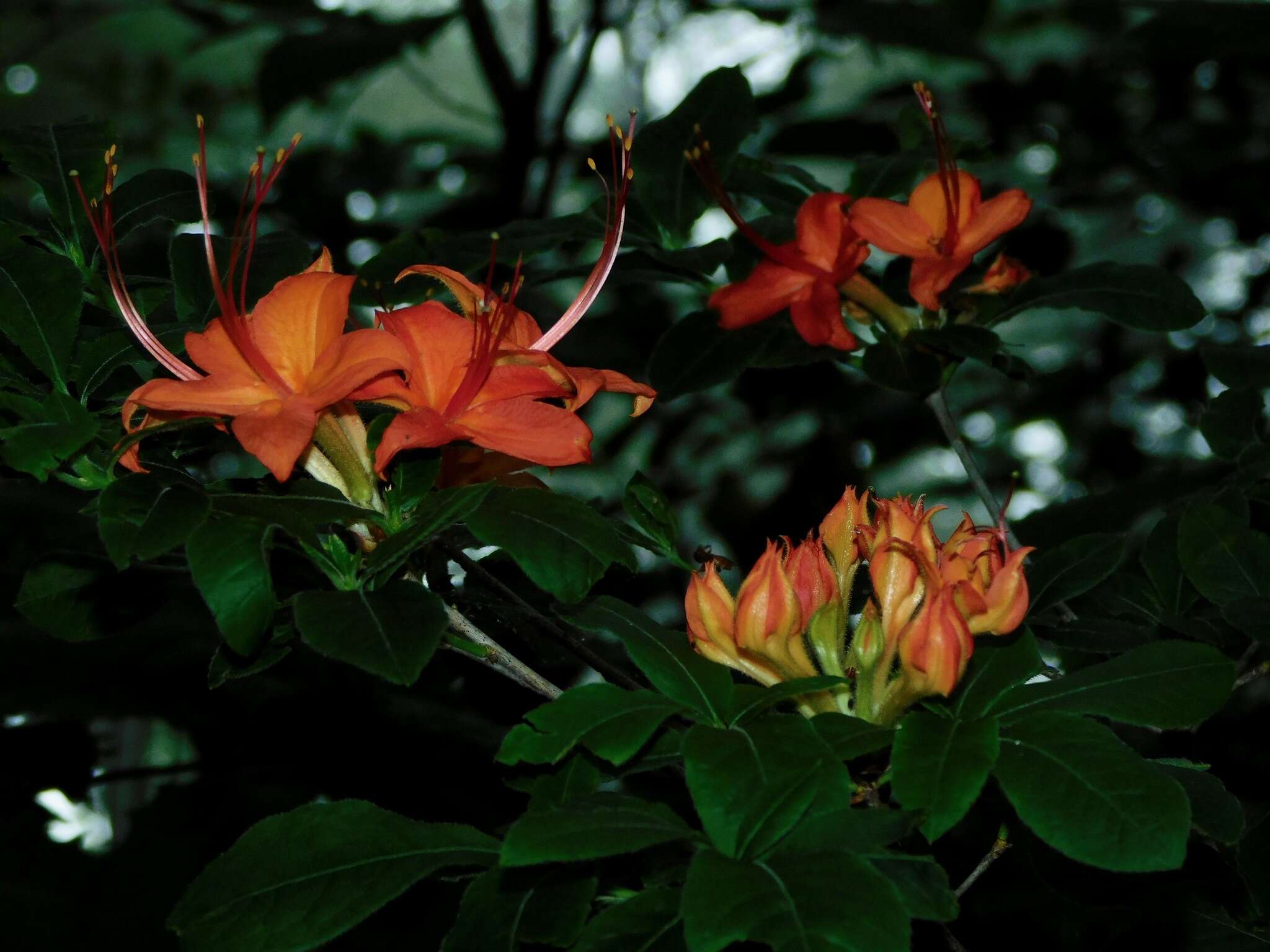 صورة Rhododendron cumberlandense E. L. Braun