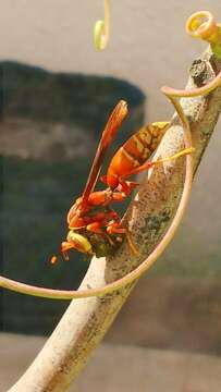 Image of Polistes cavapyta de Saussure 1853