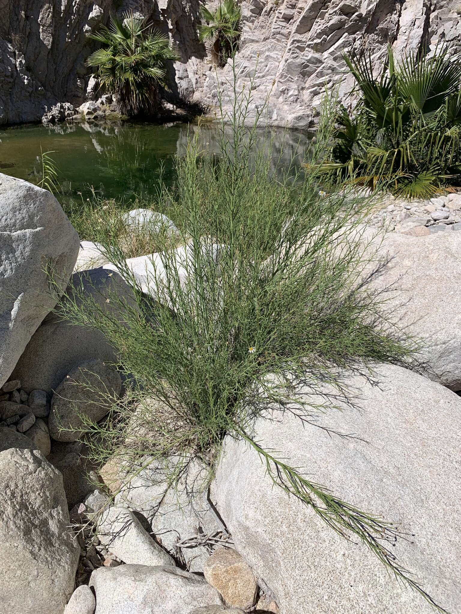 Plancia ëd Chloracantha spinosissima (Brandegee) Nesom