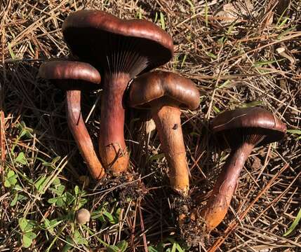 Image of Chroogomphus vinicolor (Peck) O. K. Mill. 1964