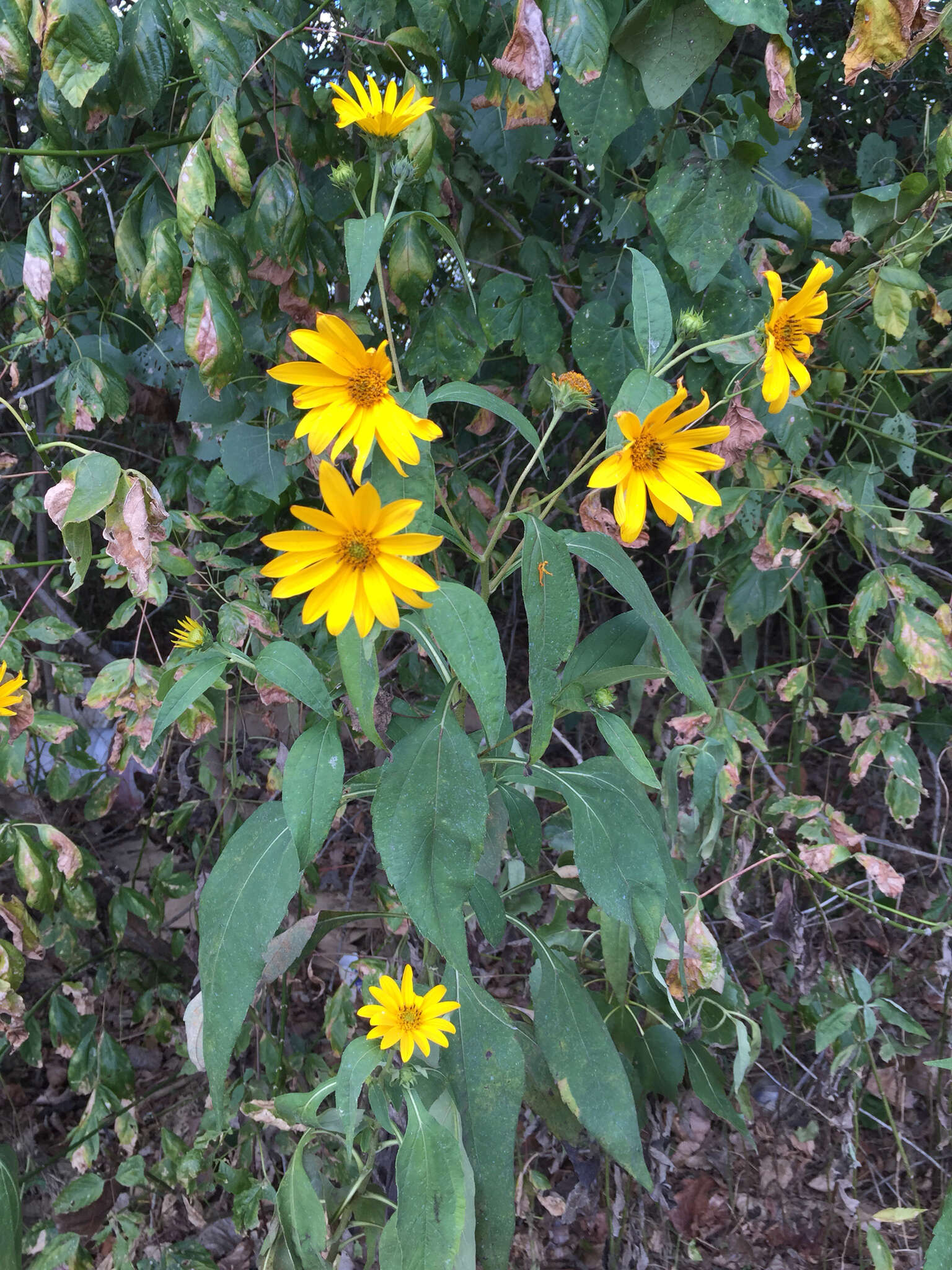 Image of Jerusalem artichoke