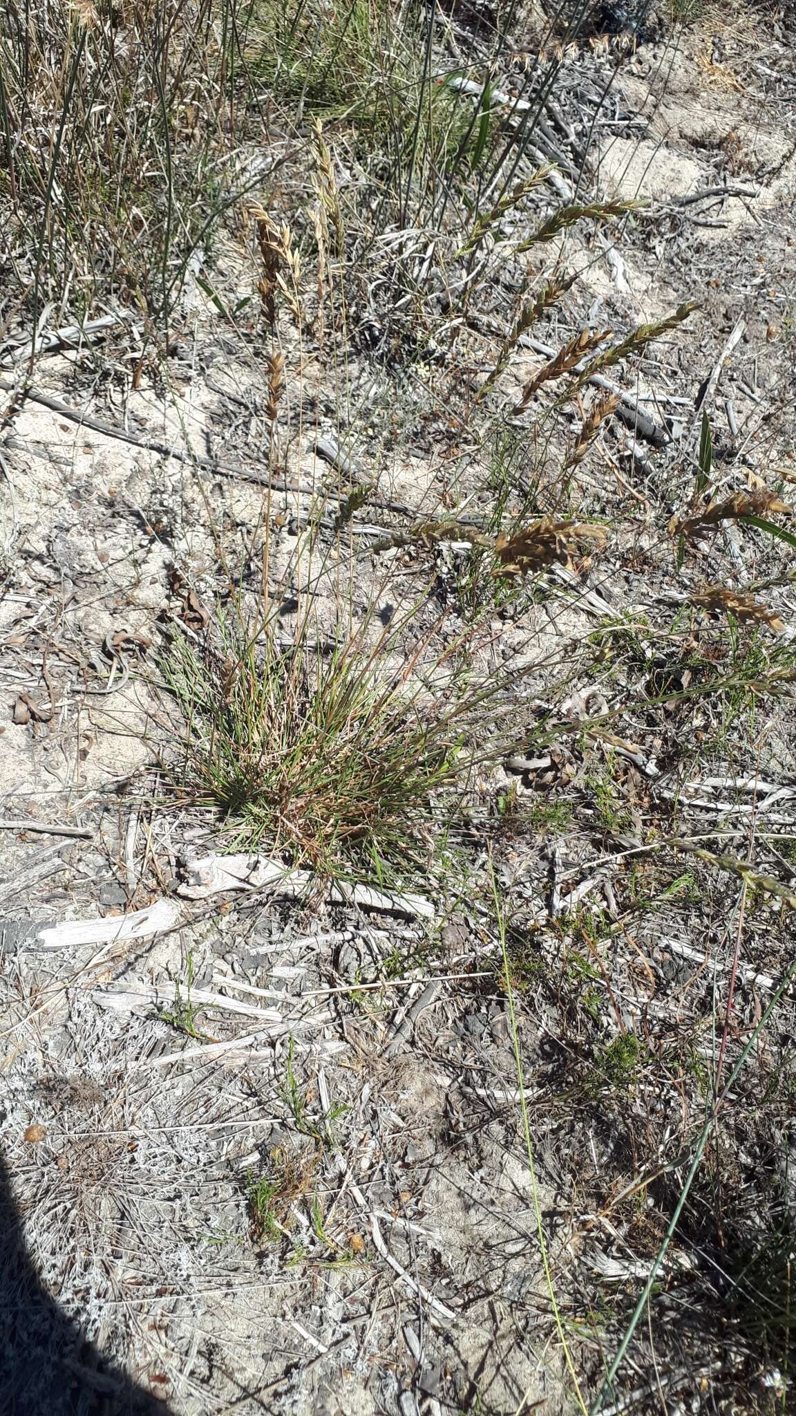 Plancia ëd Eragrostis capensis (Thunb.) Trin.