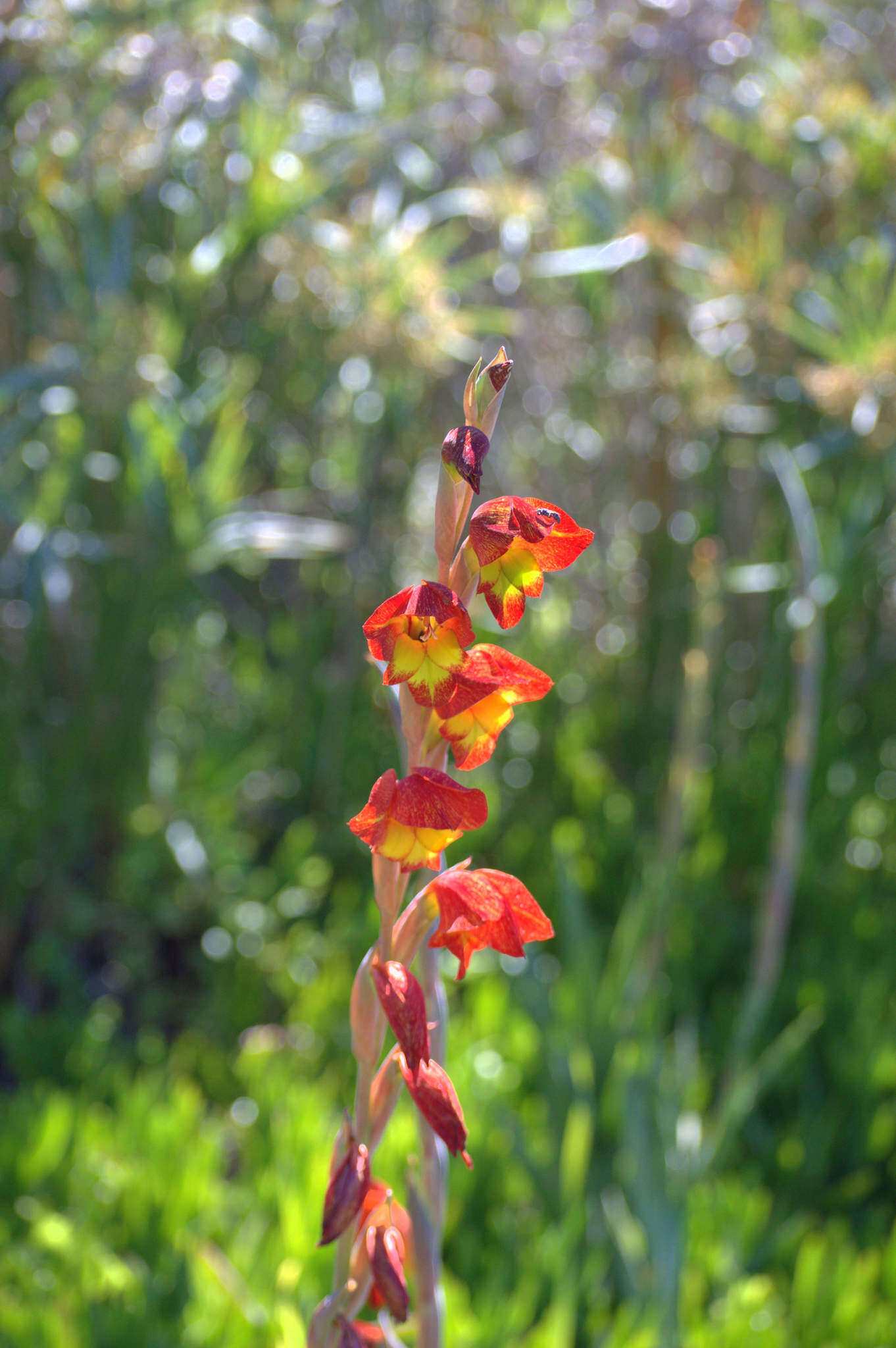 Imagem de Gladiolus dalenii Van Geel