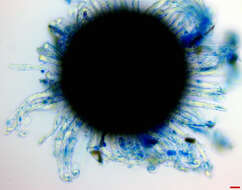 Erysiphe macrospora (Peck) U. Braun & S. Takam. 2000 resmi