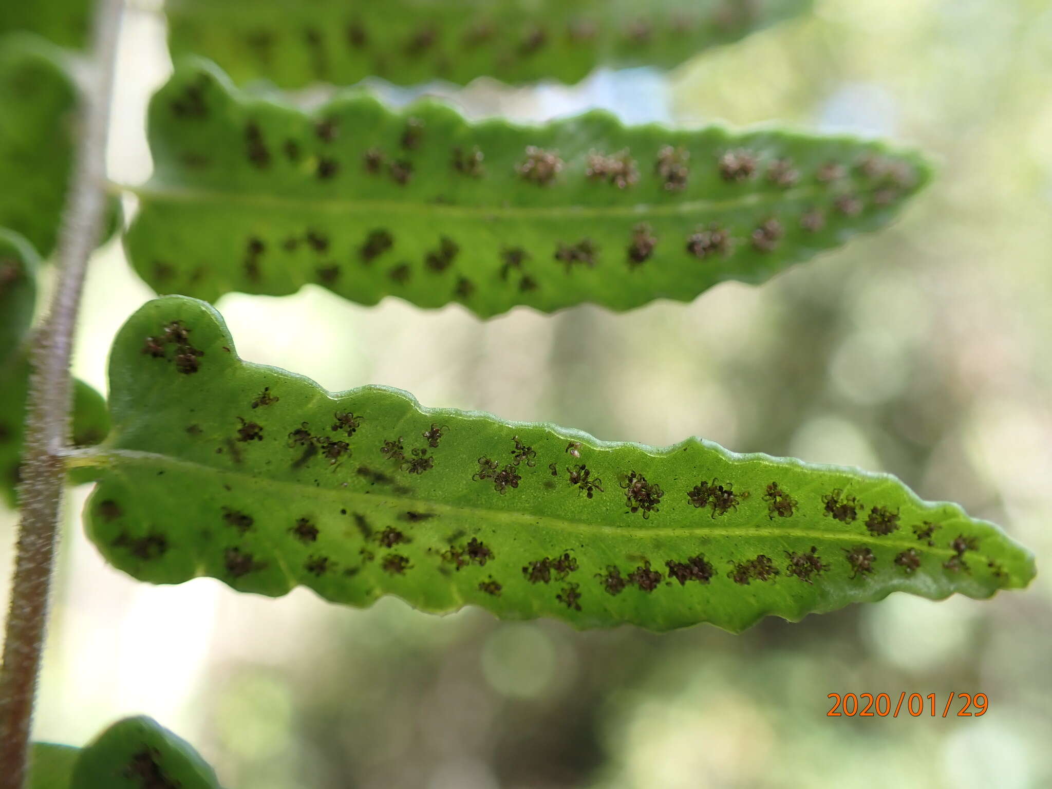 Image of spleenwort maiden fern