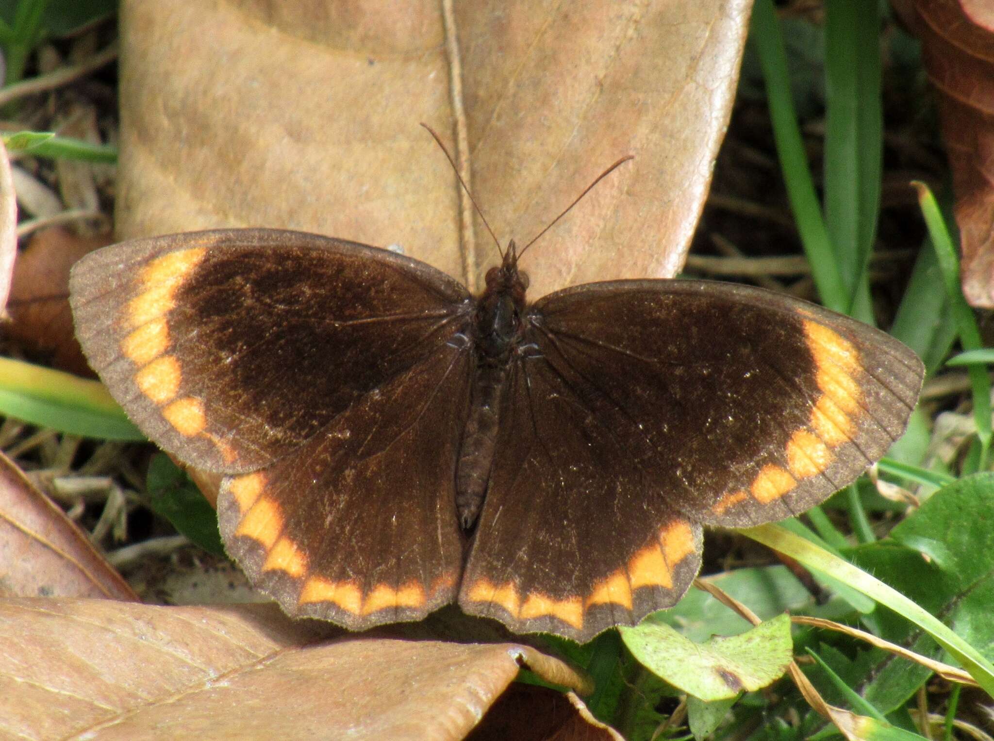 Sivun Parapedaliodes parepa Hewitson 1861 kuva