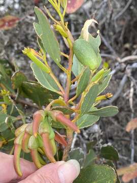 Image of Eucalyptus platypus Hook.