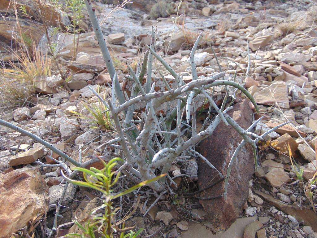 Image of Acanthothamnus aphyllus (Schltr.) Standl.