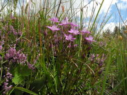 Imagem de Gentianella germanica (Willd.) E. F. Warburg