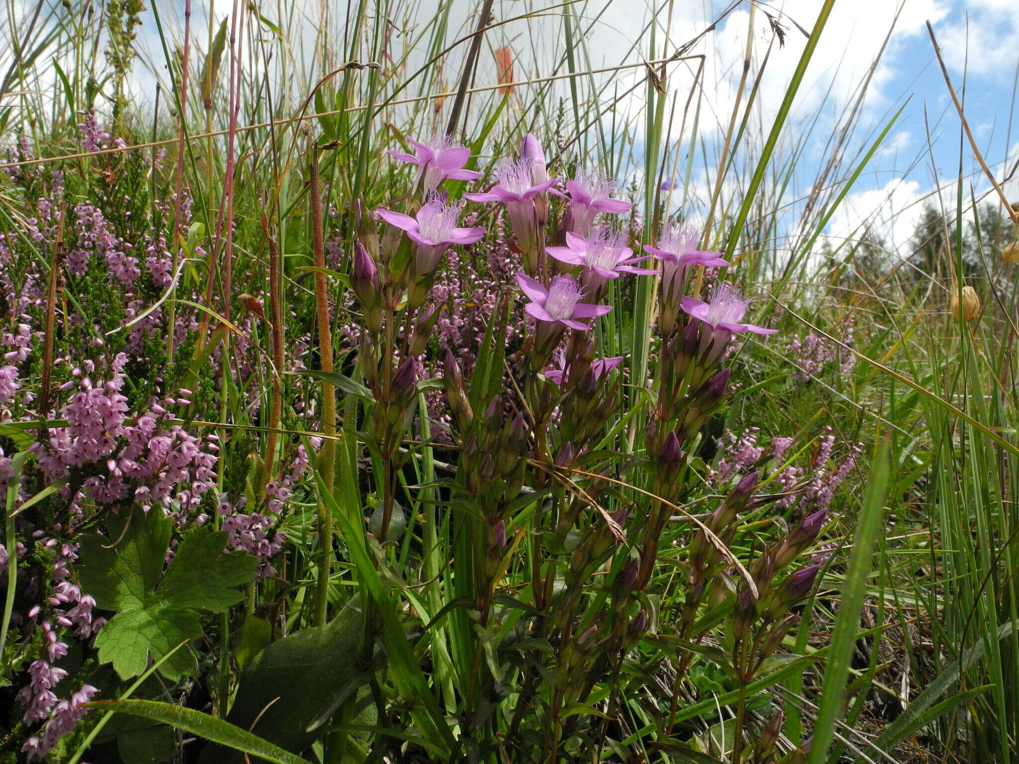 Imagem de Gentianella germanica (Willd.) E. F. Warburg