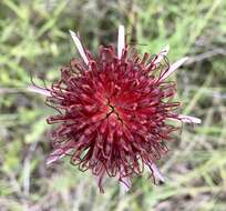 Plancia ëd Isostigma peucedanifolium (Spreng.) Less.