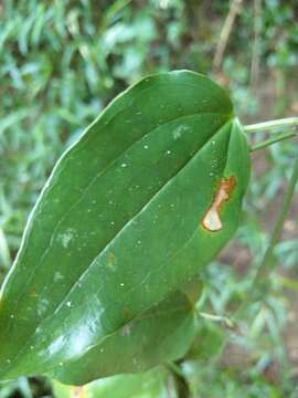 Image of Smilax bockii Warb.