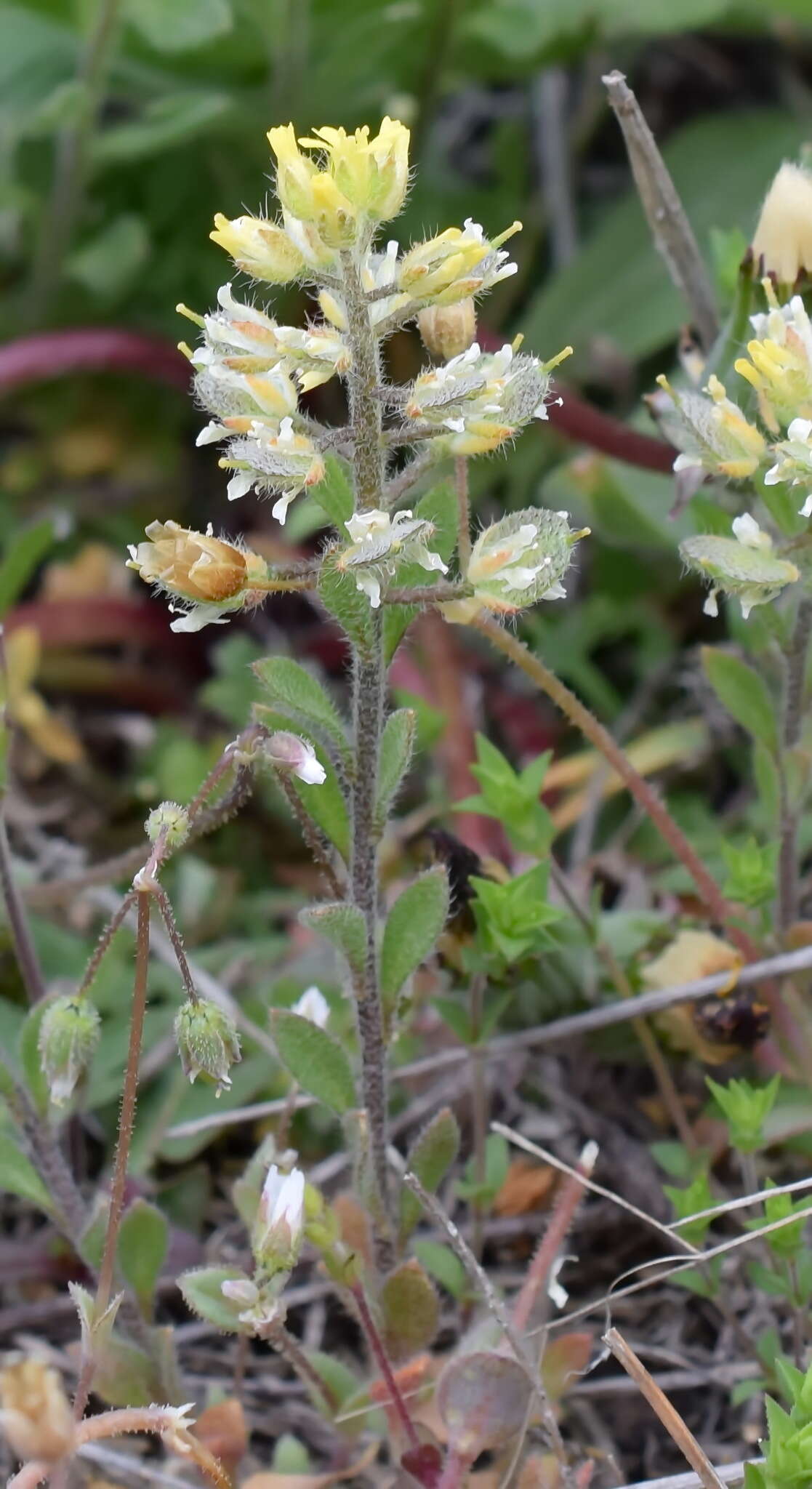 Image of Alyssum hirsutum M. Bieb.