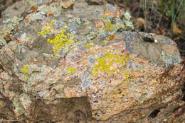 Image of orange lichen