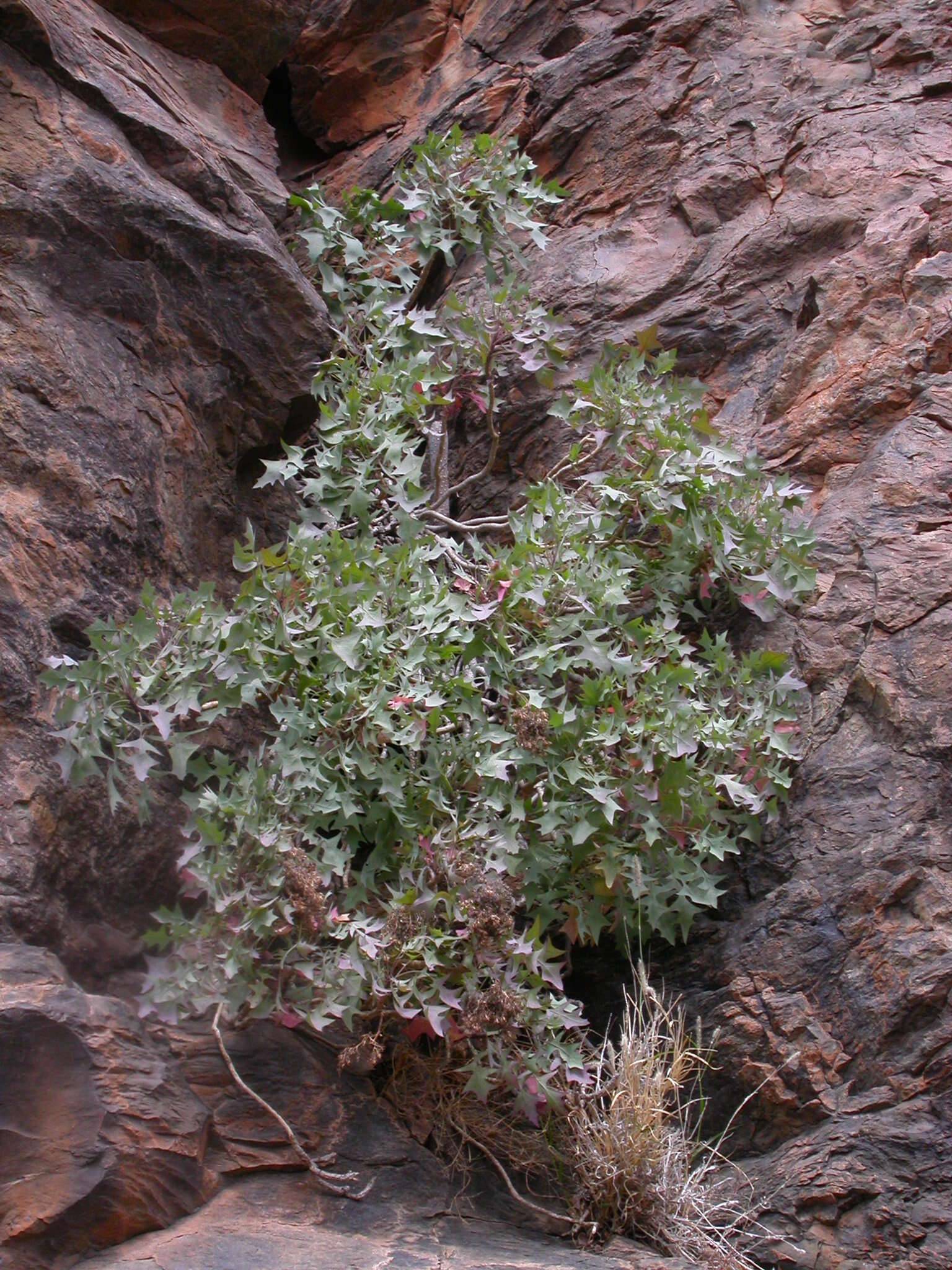 Image of Sonchus pendulus (Sch. Bip.) A. N. Sennikov