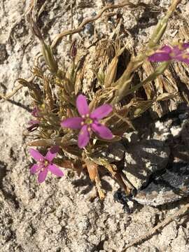 Image of Zeltnera namatophila