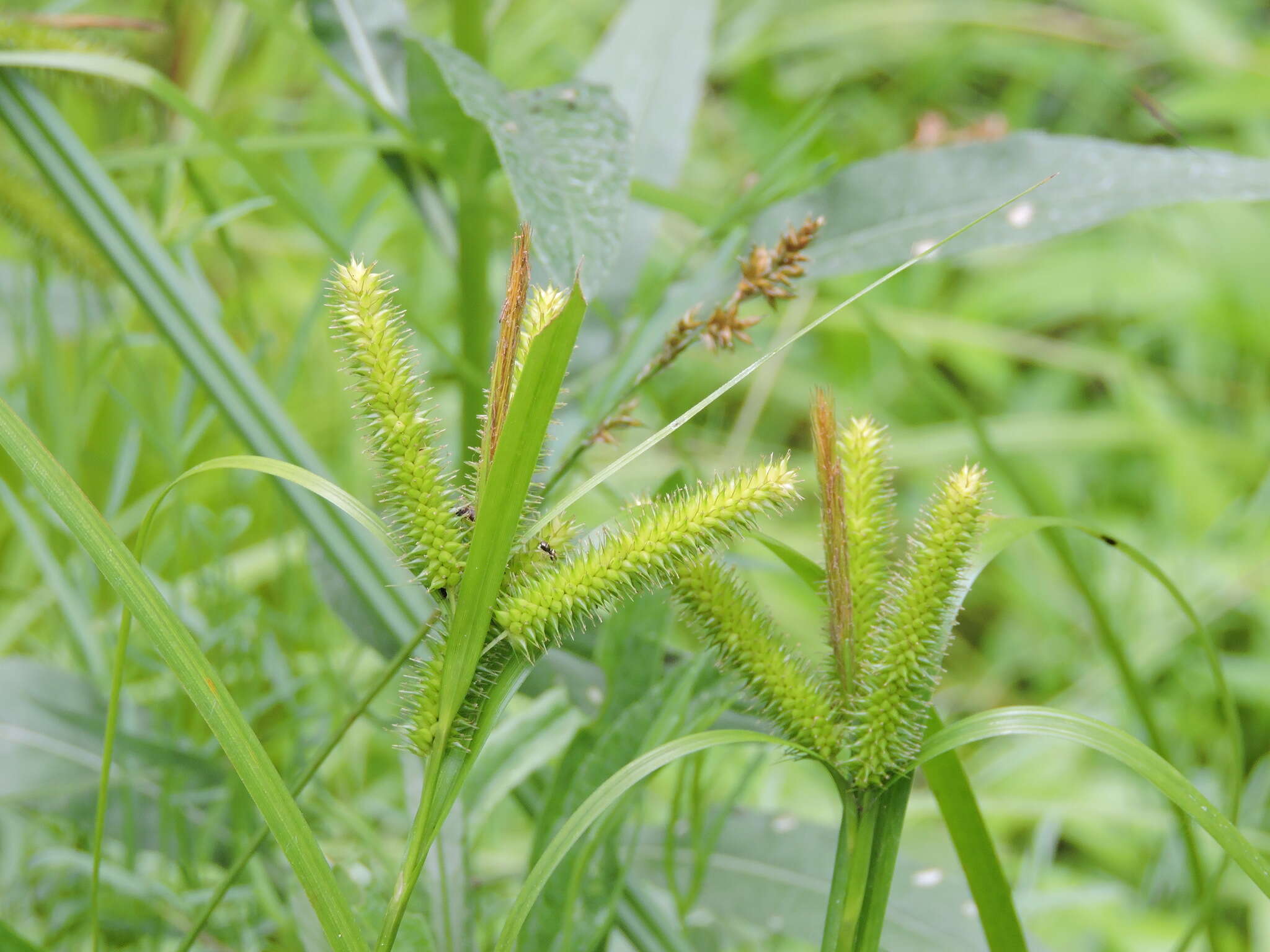 Image of Cyperus Sedge