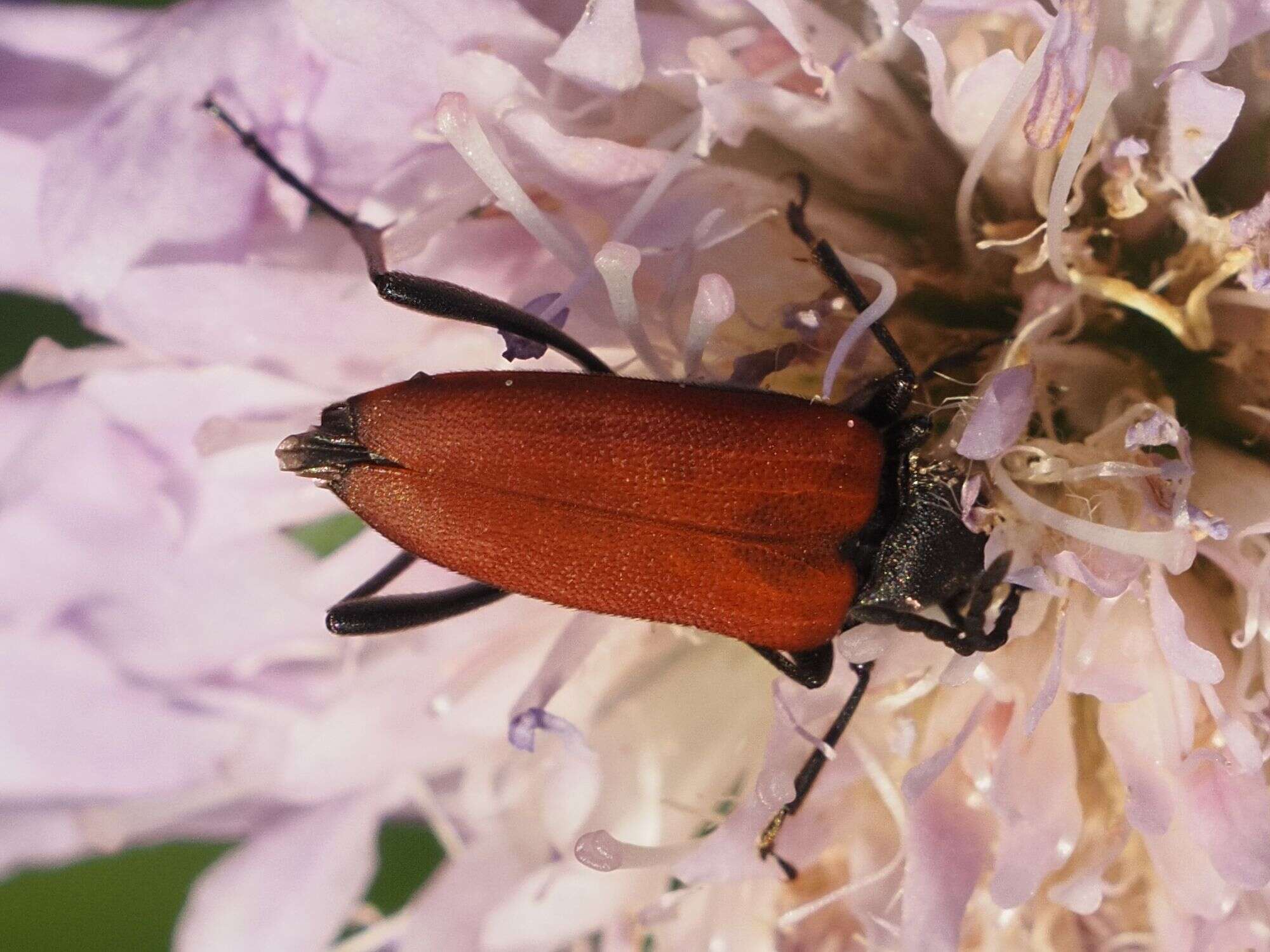 Image of Anastrangalia sanguinolenta (Linné 1761)