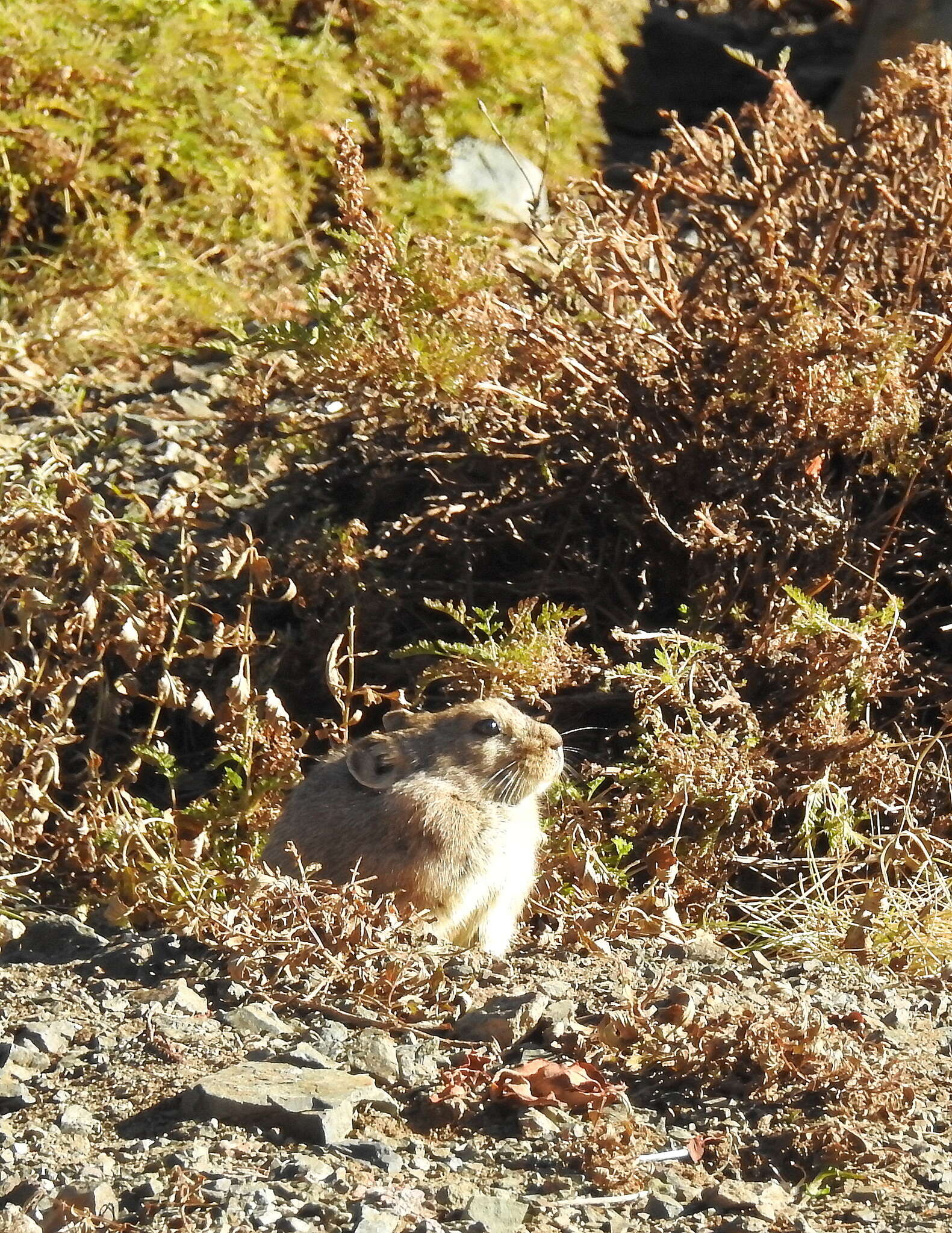 Image of Pallas’s Pika