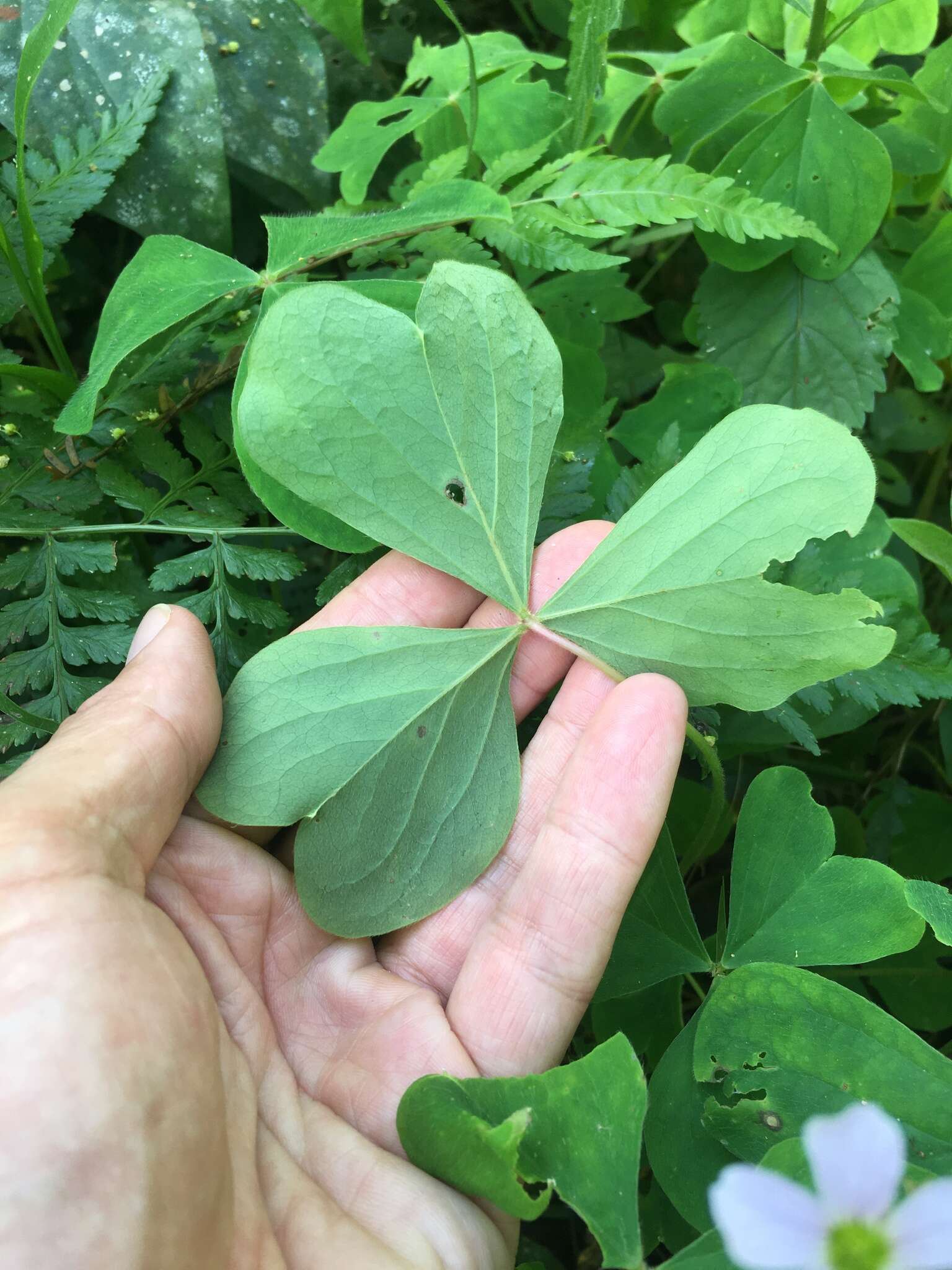 Sivun Oxalis linarantha A. Lourteig kuva