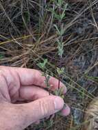 Image of small-leaf squarestem