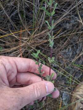 صورة Melanthera parvifolia Small