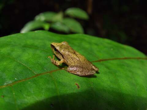 Image of Pristimantis chiastonotus (Lynch & Hoogmoed 1977)