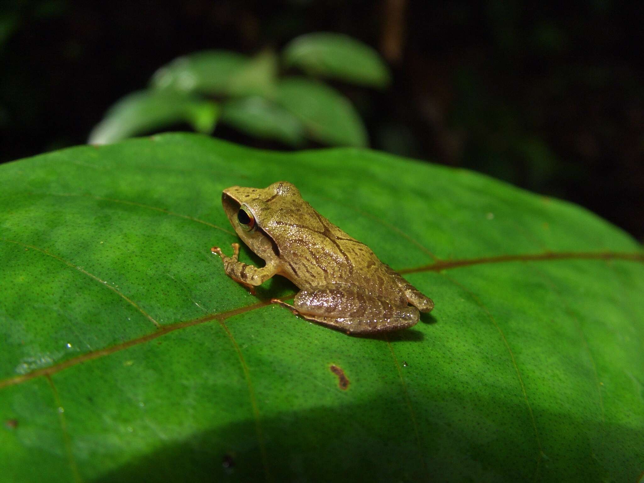 Imagem de Pristimantis chiastonotus (Lynch & Hoogmoed 1977)