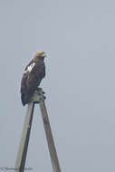 Image of Asian Imperial Eagle