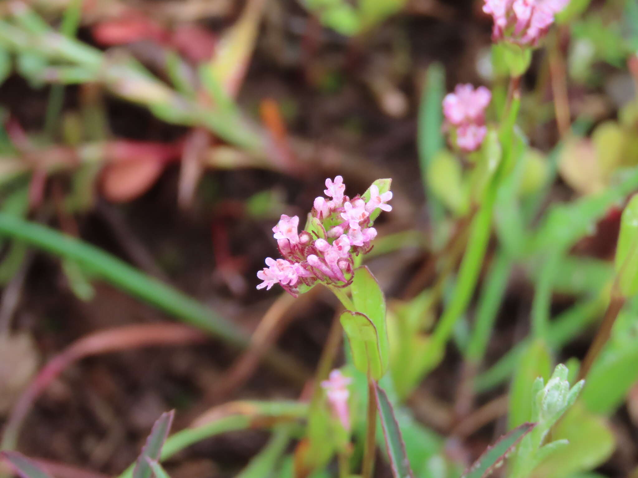 Image of Plectritis macrocera subsp. macrocera