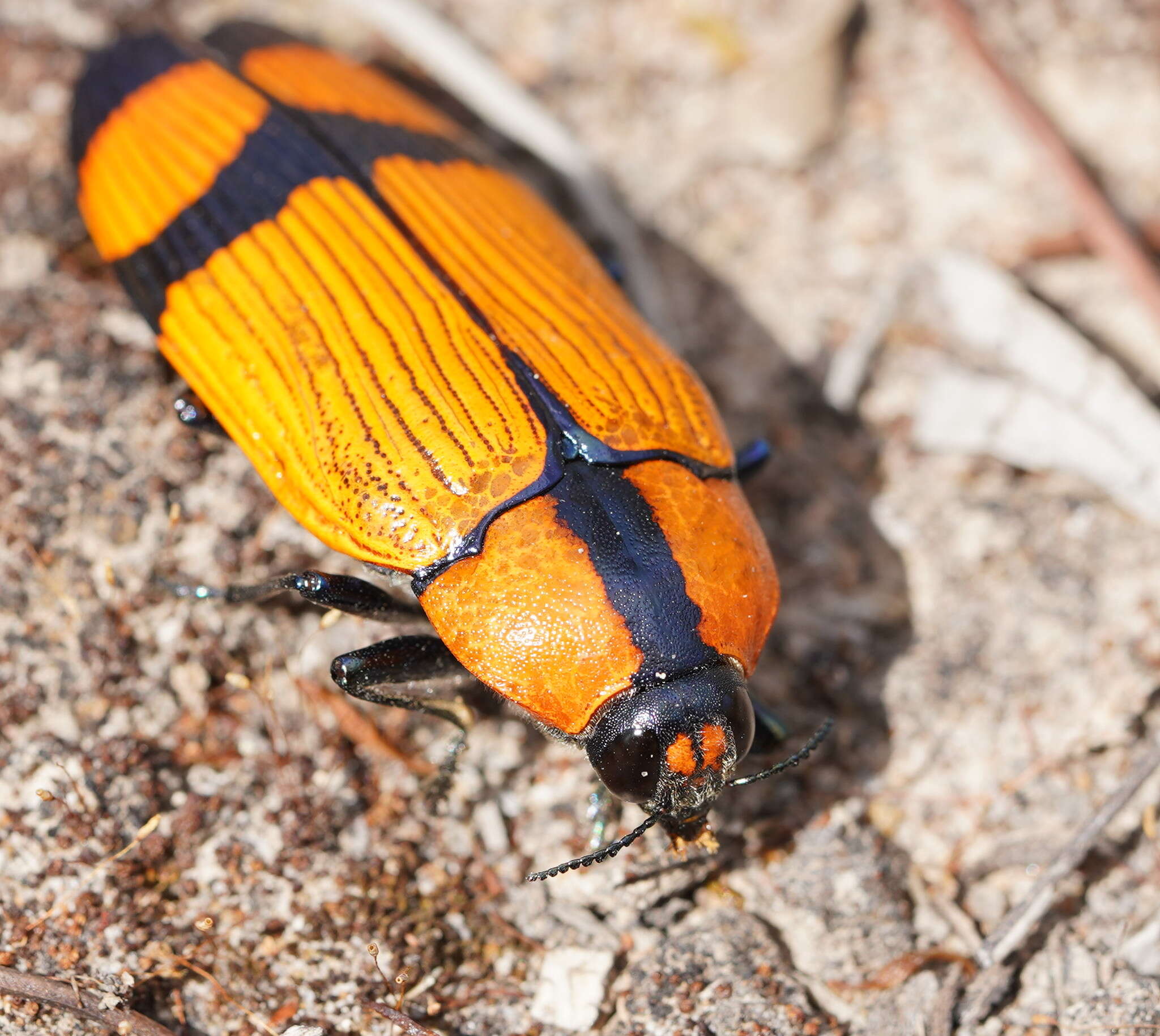 Image of Temognatha vitticollis (Macleay 1863)