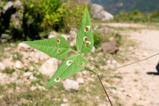 Plancia ëd Phaseolus acutifolius A. Gray