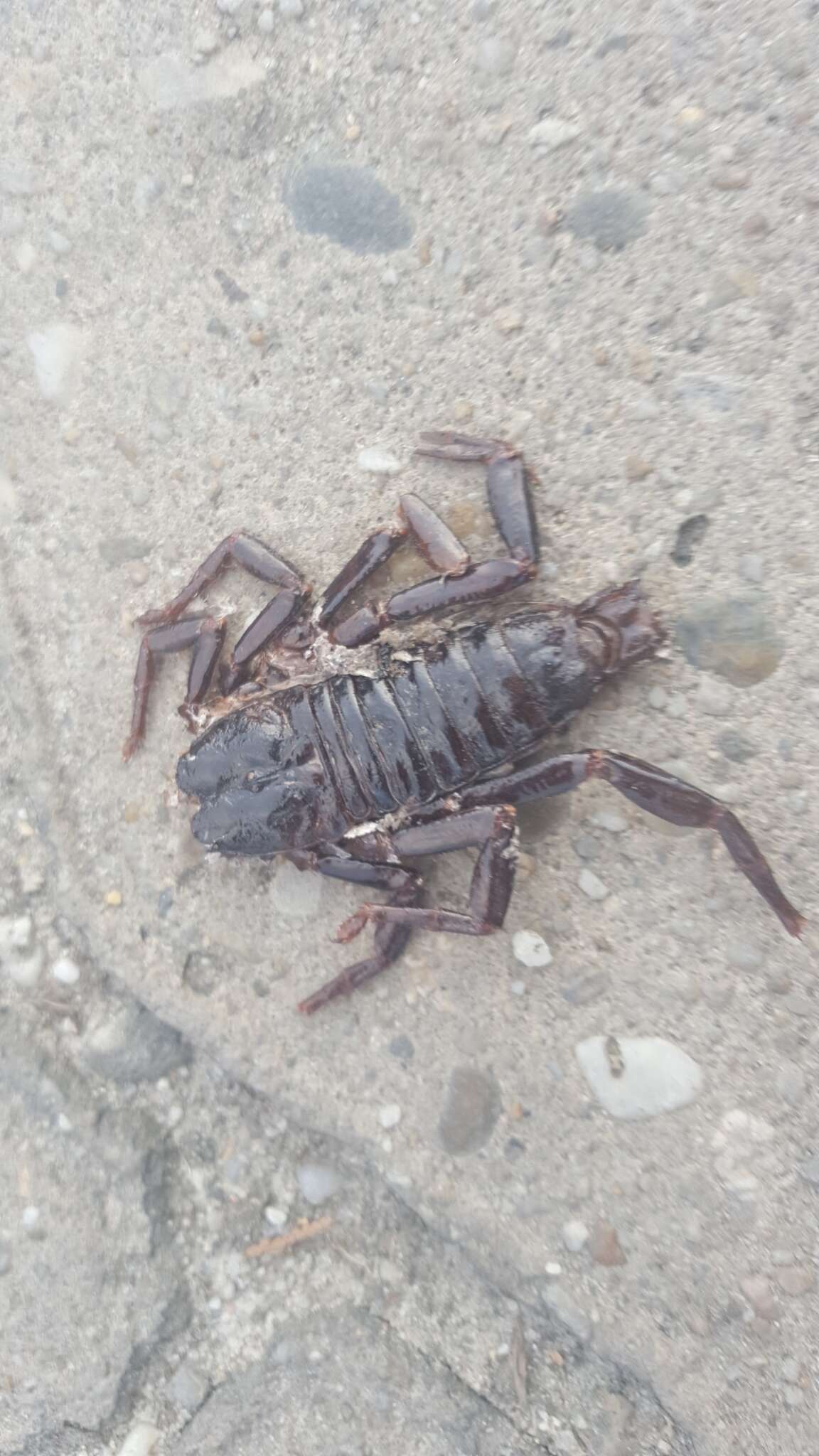 Image of Asian Forest Scorpion