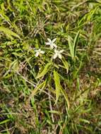 صورة Jasminum simplicifolium G. Forst.