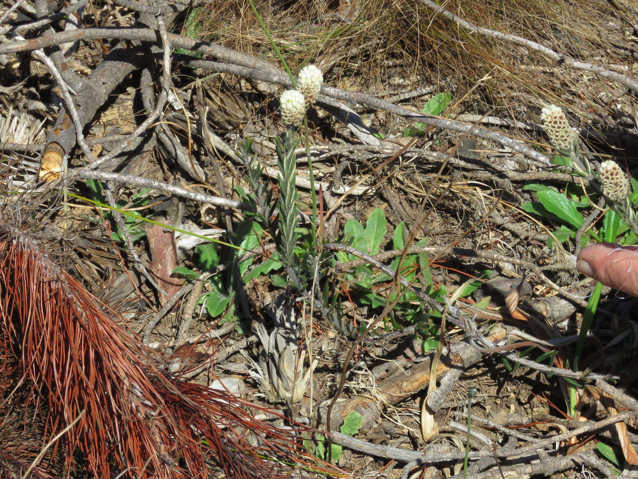 Image of Phylica thunbergiana E. Mey.