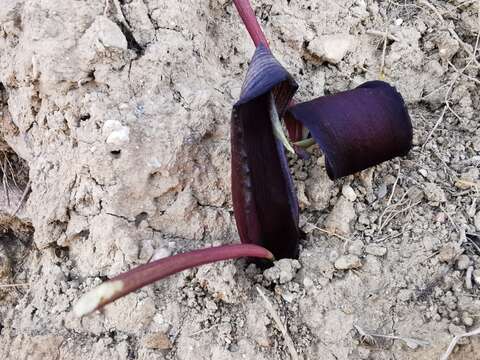 Image of Biarum tenuifolium subsp. arundanum (Boiss. & Reut.) Nyman