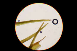 Image of <i>Flexitrichum flexicaule</i>