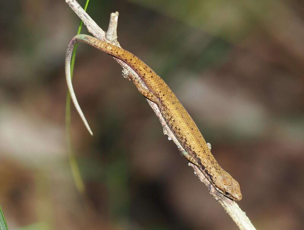 صورة Saproscincus basiliscus (Ingram & Rawlinson 1981)